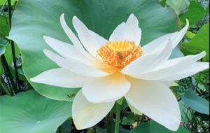 �ɻ�ͤͤ���� ��������