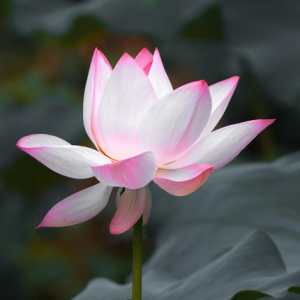 �W�Ѵ��R�����B�@ �ĺ�