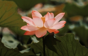 Ω�оG�ɼt���� �����_��������