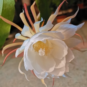 �S���ģ��һ��o�o�`��