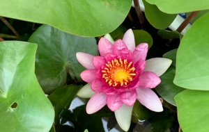 �S�ģ���ʽ���ӻ� �S�����