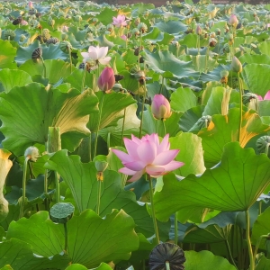 �W���S�ģ�����呟����L��