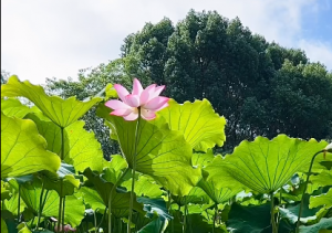 �֙C�zӰ��Ը����ɏ�� ����oȾ