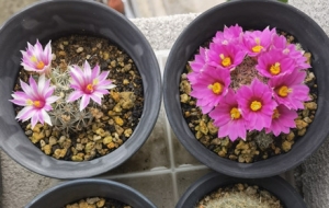 ������_������ֲ�� �_�����Ų��ך�