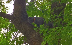 ץ��˲�g���{؈�Ϙ� ���ֳC��