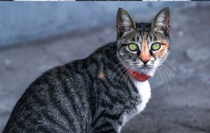 �ִ߽��� ��ζ���g����