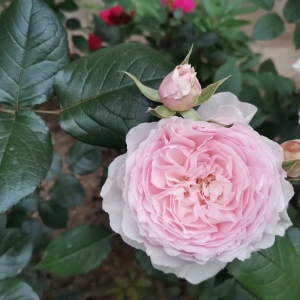 �W(w��ng)�ѕ����D�������ݲ�