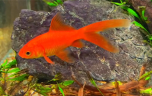 �^(gu��n)�p���~(y��)��ɫ�ʽk�� ���˃�(y��u)��