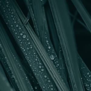 �����n�n ��¶��˪