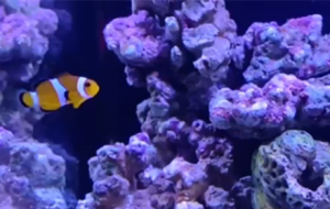 �^�pС���~ �k���wɫ��������