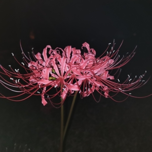 ����ҹ����߅�p���p��