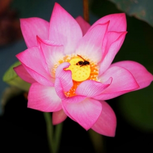 ��ꖡ��Ɂ��� �@�G�˳���r��