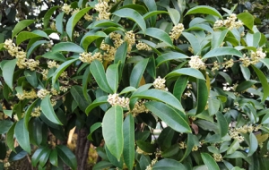 �S�ģ��M��� ����u��