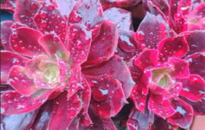 С��M ��B(t��i)��������