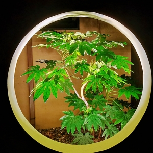 ���]��ǧ�ﲻ�h �����o��