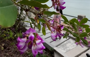 ҕ�l���]���L��߅����ʢ�_���\