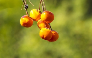 ������Ұ�¶�� ��¶���Ӽt��Ƥ