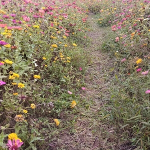 �����ճ�����ĩɢɢ��