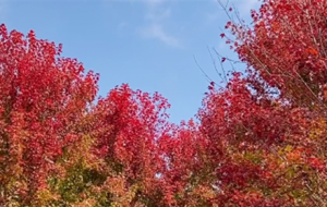 ҕ�l�������Sɽ�����~�t��