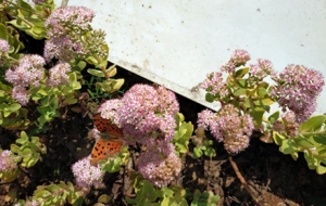 �W(w��ng)���S�ģ�СС���������w