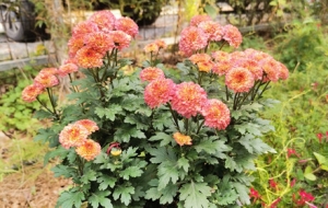 �ջ�ʢ�� �����֙C������