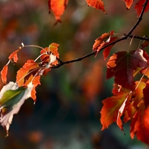 Ψ������ꎗ��~�t��