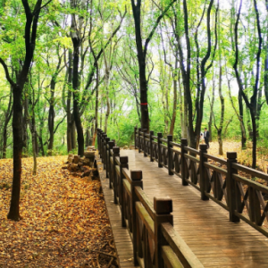 ���D���]���Sɽ��ɫ