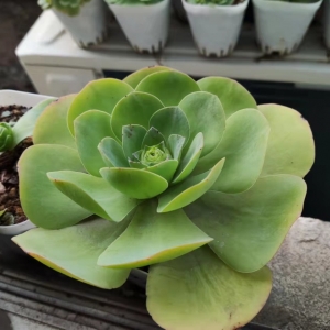 �������Թ���������܊�F����