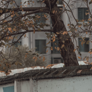 ��ҁ��²��@�ǽ�ꎵ����