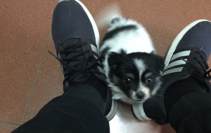 �L�����f�͝M��С����һֻ��