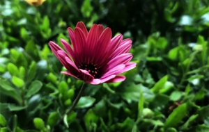 �W�ѷ����eϾ��ĩ ��ȥɢ��