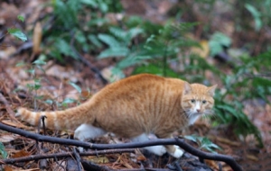 ��Ҷ��f���ٞ��� ��Ȼ����