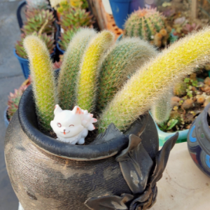 ��ꖹ����ã���������̫�����