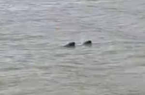 ����񾯰l�F��Ӱ�S��ˮ�棬����һ��ԭ���ǡ���