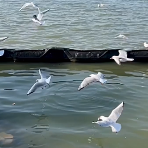 ���x�^����t�캣�t�����w��