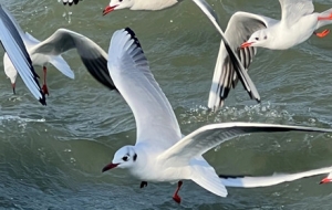 ����D���t���o�a�x�^�һ����