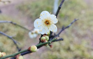 �v���ຮ��÷�_ �F�����p÷�Õr�C