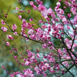 ����򿨣���ꎵ�һ��÷��ʢ�_