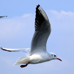 �S�ķ������t�캣�t�����w��