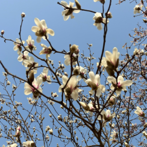 ������΢��ľ�m���_�M��