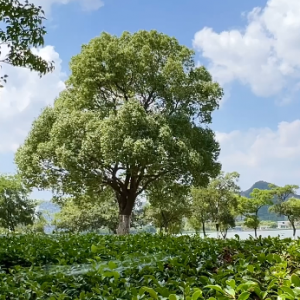 Ոӛ�÷���ؓ�ۣ�ż���o���`�ł���