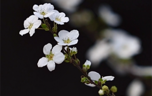 ��(hu��)��ѩ�Ļ��ܣ�ѩ������Ó�� ������Ȼ