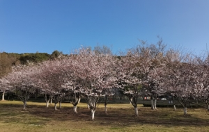 ���ʢ�_ �а������������