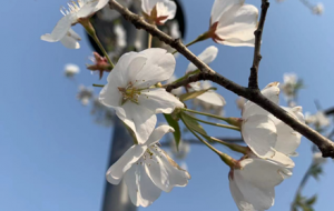 ����p�ѣ��́��@�