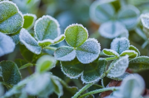 ��ꎽ������ѣ���˪��