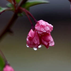 ���Ĳ�ϧ��֬ɫ���������ɼ�����