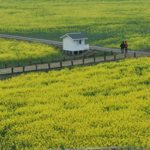 ��ܤ����·�ϵ�����Ͳ˻��������¾��磡