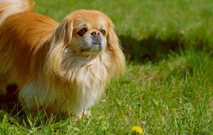 ���BȮ�����һ����