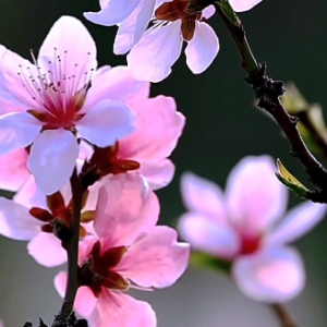 ��֮زز���������A