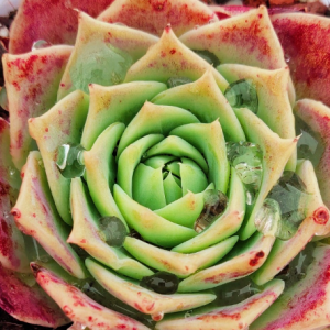 ���µĴ��L(f��ng)�����������Ķ���